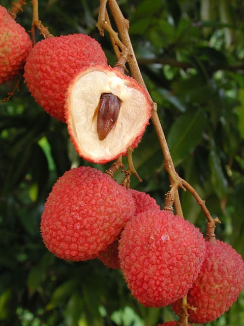 Sweet Heart  Lychee Fruit